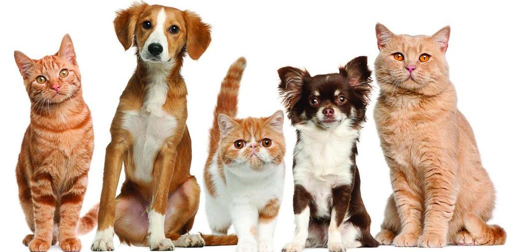 Доска объявлений о животных | ЗооТом - продажа, вязка и услуги для животных в Энгельсе