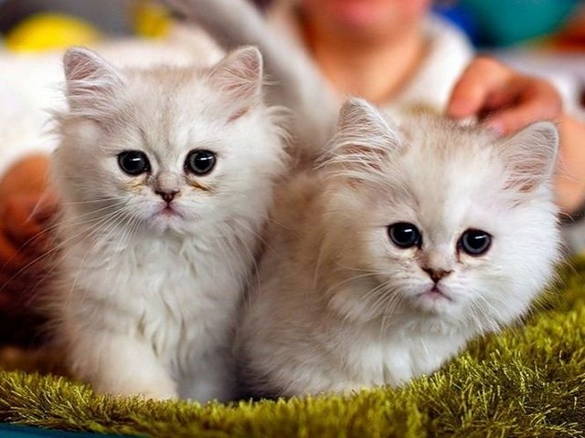 Породы кошек в Энгельсе | ЗооТом портал о животных