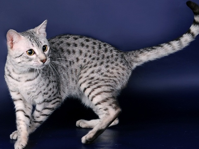 Породы кошек в Энгельсе | ЗооТом портал о животных