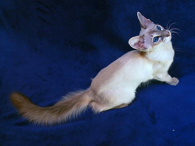 Выведенные породы кошек в Энгельсе | ЗооТом портал о животных