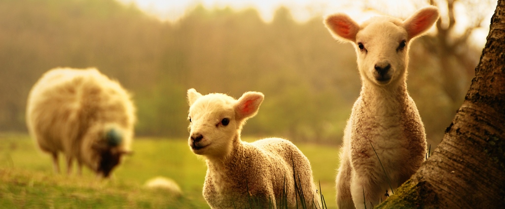 Объявления о сельскохозяйственных животных | ЗооТом - продажа, вязка и услуги для животных в Энгельсе